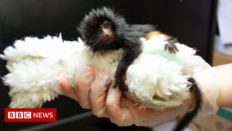 Jersey Zoo welcomes birth of endangered dark lion tamarin