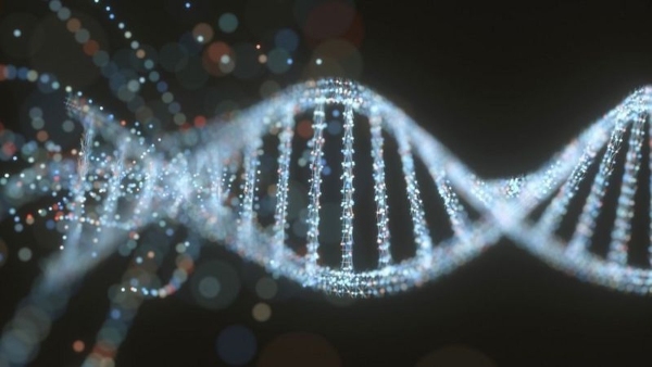 Researchers publish  the principal complete human genome