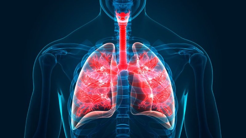 New part of the body found hiding in the lungs